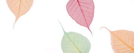 Autumn falls background template. Skeletonized colorful leaves on white