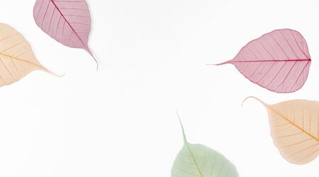 Autumn falls background template. Skeletonized colorful leaves on whiteの写真素材