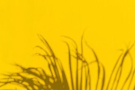Tropical leaves shadows with copy space on yellow backgroundの写真素材