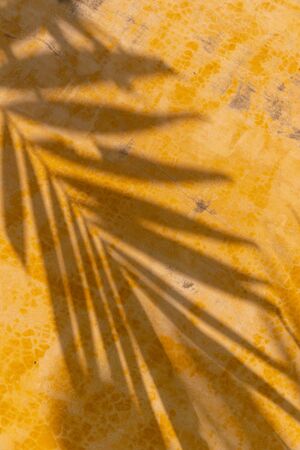 Creative tropical leaf shadow on yellow wall backgroundの写真素材