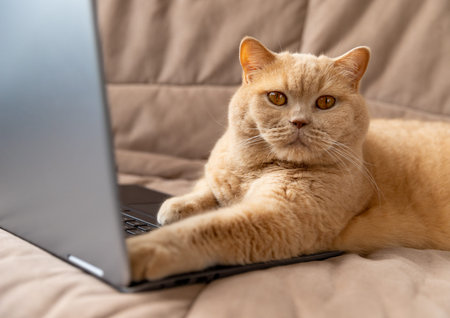 Red cat lies on the sofa with laptop