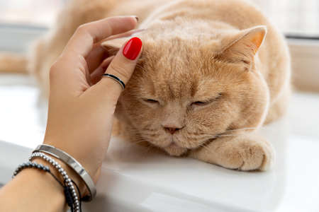 Scottish fold red cat lies on the windowsill.の写真素材