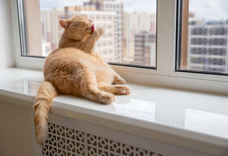 Scottish fold red cat lies on the windowsillの写真素材
