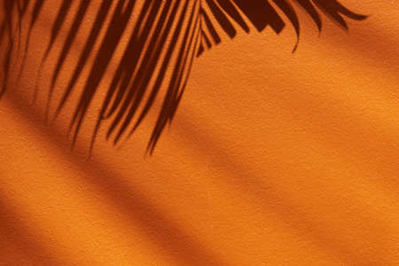 Tropical shadow on the orange wall. Minimal summer travel backgroundの写真素材
