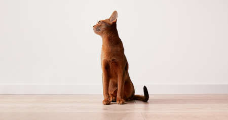 Abyssinian young cat sitting near white wall. Beautiful purebred short haired kittenの写真素材