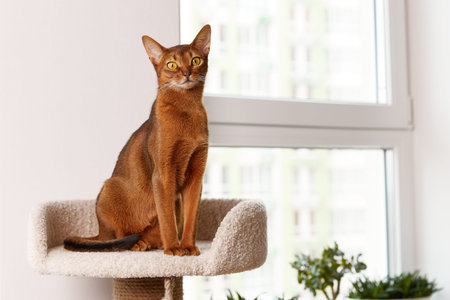 Abyssinian young cat sitting at tower. Beautiful purebred short haired kittenの写真素材