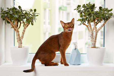 Abyssinian young cat sitting on the windowsill. Beautiful purebred short haired kittenの写真素材