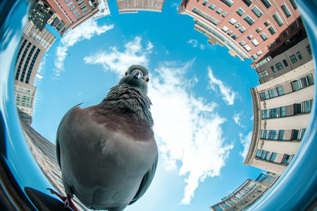 Close up portrait of a curious pigeon made with fisheye lens against blue skyの素材