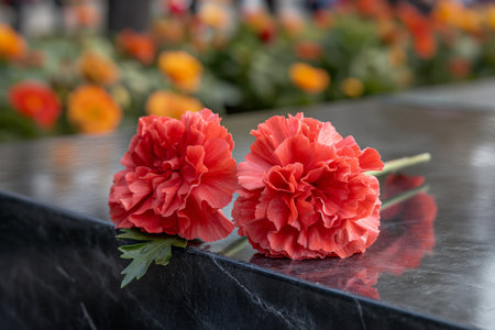 Two red carnations on a black granite monument in the cemetery in the sunlightの素材
