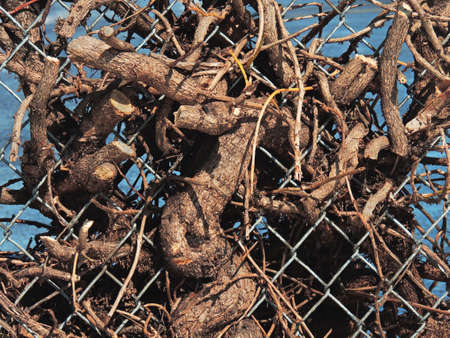 Cut branches remain entangled in a chain link fence.の写真素材