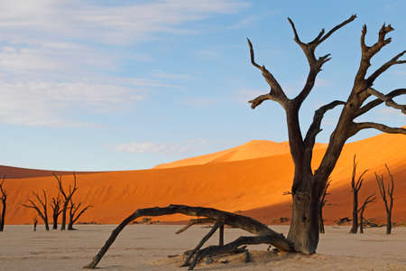 Dead Vlei, Sossusvlei, Namibiaの写真素材