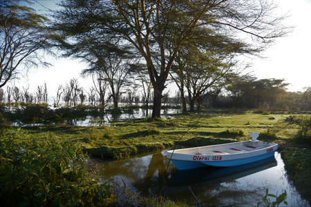 Naivasha Lake behind our lodge- Simba Lodge. This is amazing tree shadow projected at sunrise.のeditorial素材
