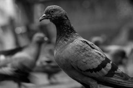 Indian Pigeon in black and whiteの写真素材