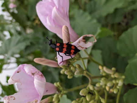 insect sitting on the purple or pink flower