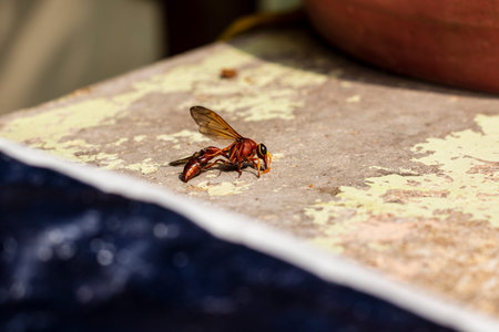 small dead bee lying on floor, dead insects