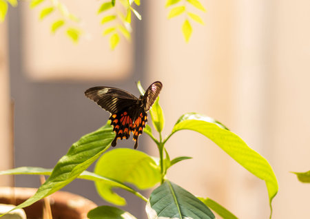 indian colorful bufferfly flying, subject in motion