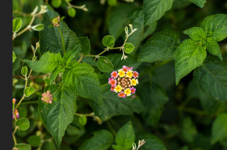 Multicolor small flower with green leaves