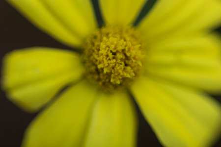 Close up of yellow sun flower