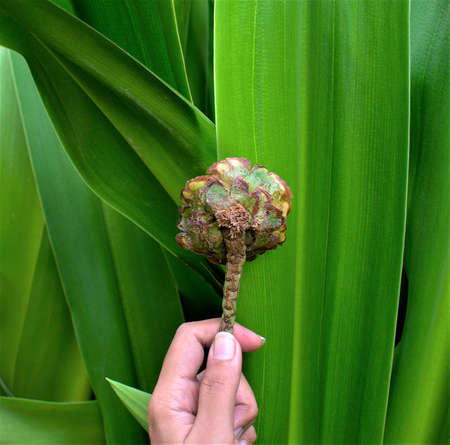 Holding Coconut Stem with Big Green Leaves Backgroundの写真素材
