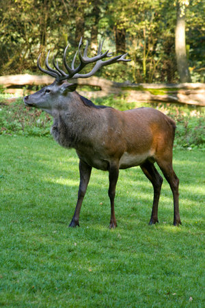 older stag on a meadow