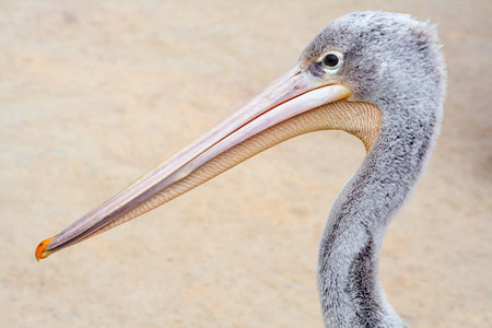 Pelican portraitの写真素材