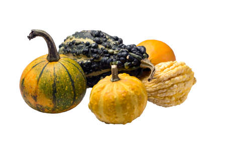 five different decorative squashes isolated on white backgroundの写真素材