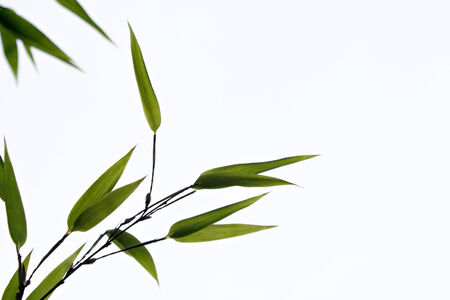 leaves of black bamboo plant isolatedの写真素材