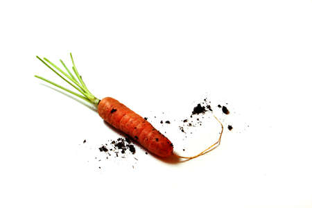 carrot with stems and some soilの写真素材