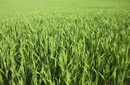 wheat field in springの写真素材