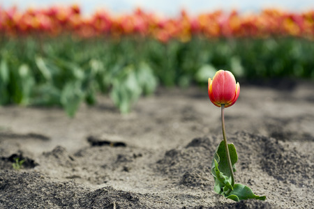single red-yellow tulip standing beneath a large tulip fieldの写真素材