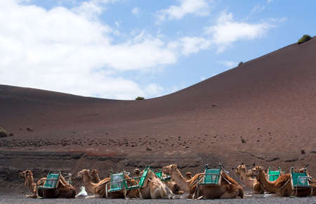 riding camels waiting in line for tourists at national park of lanzaroteの写真素材