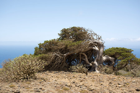 gnarled juniper tree shaped by the wind at El Sabinar, Isand of El Hierroの写真素材