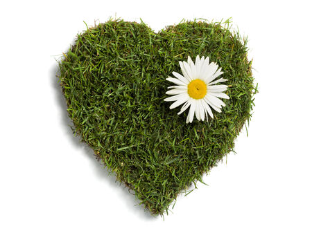lawn sod in heart shape with  daisy flower, isolated on whiteの写真素材