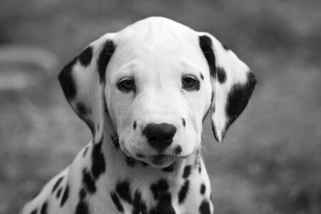 portrait of dalmatian puppy 8 weeks oldの写真素材