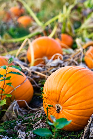 close up of pumpkins in a garden