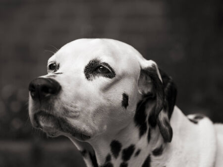 old female dalmatian dog trustfully looking up, focus on the eye, black and white sepia tonedの写真素材