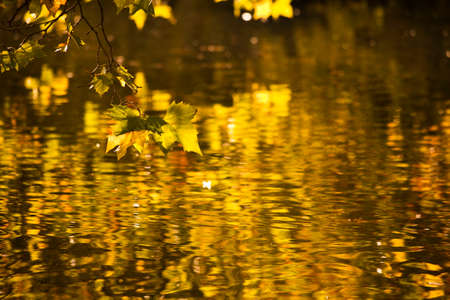 yellow and green maple leaves in golden sunlight above water surfaceの写真素材