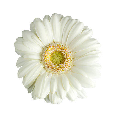 white gerbera daisy blossom isolated on white backgroundの写真素材