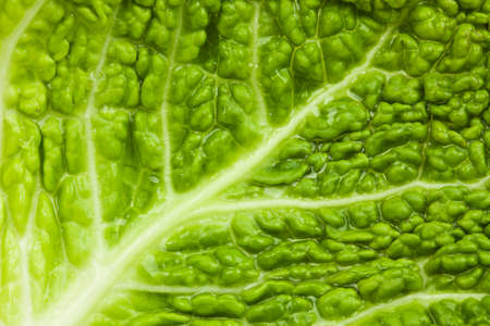 close-up of wet savoy cabbage leafの写真素材