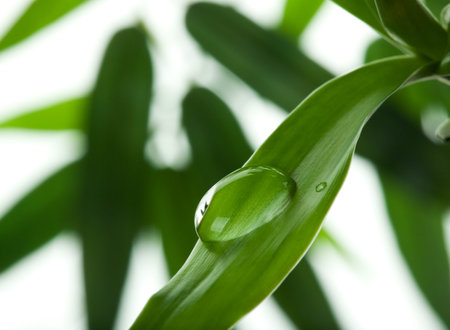 water drop on bamboo leafの写真素材