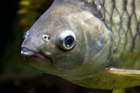 face of a carp under waterの写真素材
