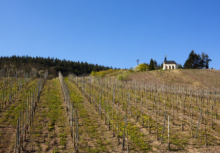 little church on top of vineyard hill in the Mosel valleyの写真素材