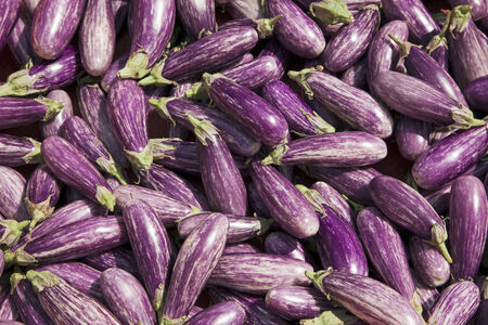 background of thai eggplants, "Fairy Tale" varietyの写真素材