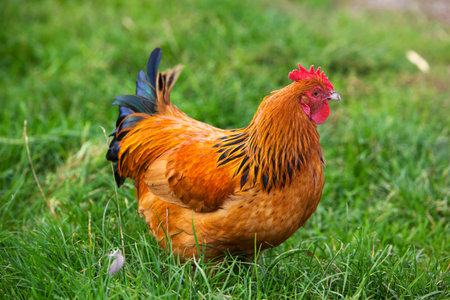 red rooster in the grass