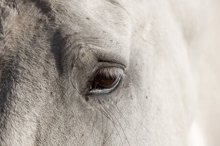 close up of a white horse's eyeの写真素材