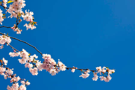 cherry tree branch in full bloom against blue skyの写真素材