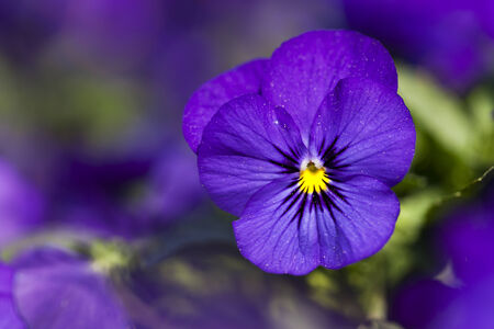 closeup of pansy blossom in flower bed, shallow depth of fieldの写真素材