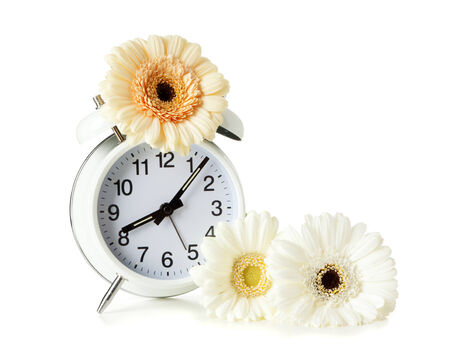 alarm clock decorated with gerber daisy blossoms as a concept for springtimeの写真素材