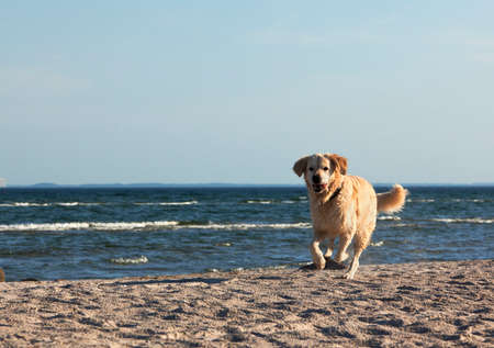 wet  golden retriever dog running along a beachの写真素材