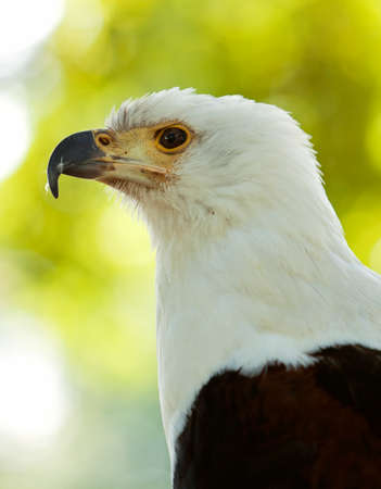 portrait of an african fish eagleの写真素材